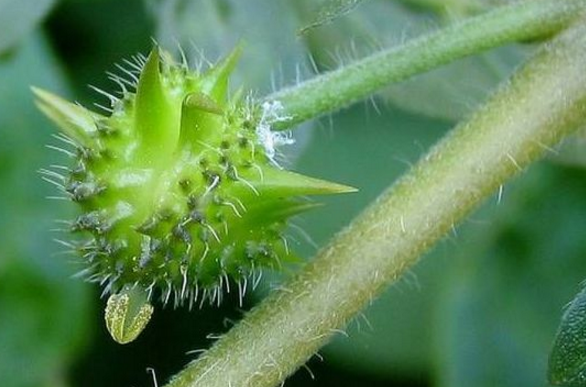 中药刺蒺藜的原植物形态
