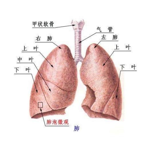 巴斯德菌肺炎的发病原因及其治疗方法！