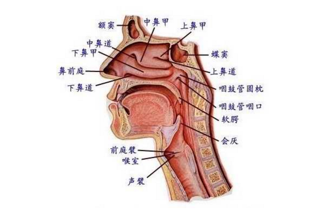 鼻窦支气管综合征的治疗方法