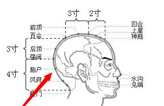 脑户穴示意图