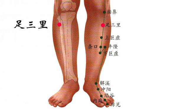 足三里穴的功效与作用