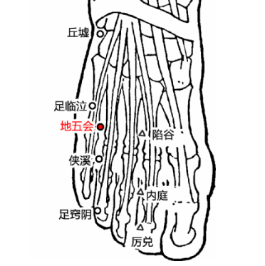 地五会穴的准确位置及其功效与作用！