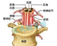 脊髓刃器伤的治疗方法及其预防预后！