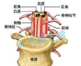 脊髓刃器伤示意图