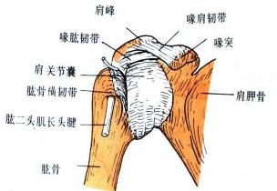 肩锁关节脱位