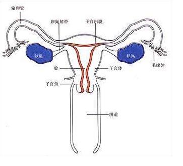 外阴瘙痒白带多怎么办？中医教你几种治疗外阴瘙痒的方法