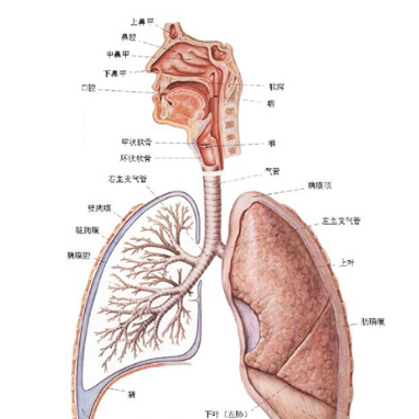 胆固醇肺炎怎么治疗？其发病原因及症状表现有哪些？