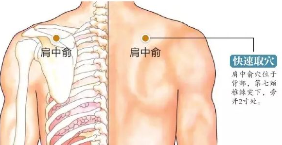 肩中俞穴的图片