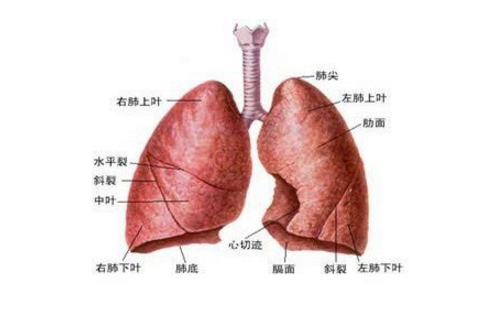 肺血管炎的预防