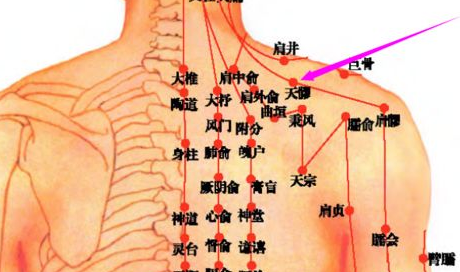 天髎穴的图片