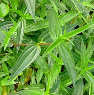 中药糯米藤该如何培育呢？它的功效与作用又有哪些？