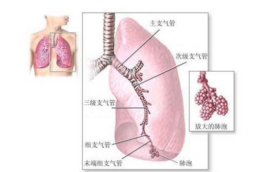 非结核分枝杆菌病的发病原因