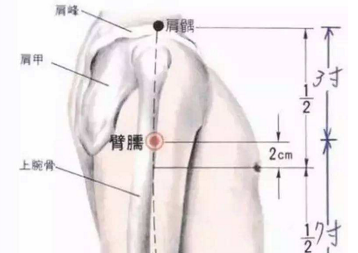 臑会穴主治疾病