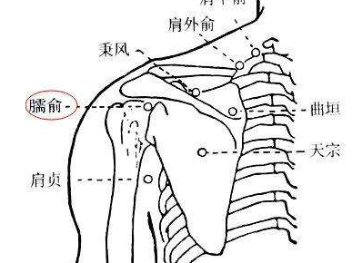 臑会穴的功效与作用