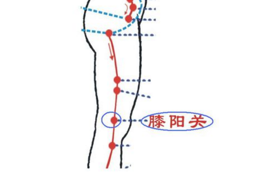 膝阳关穴位置