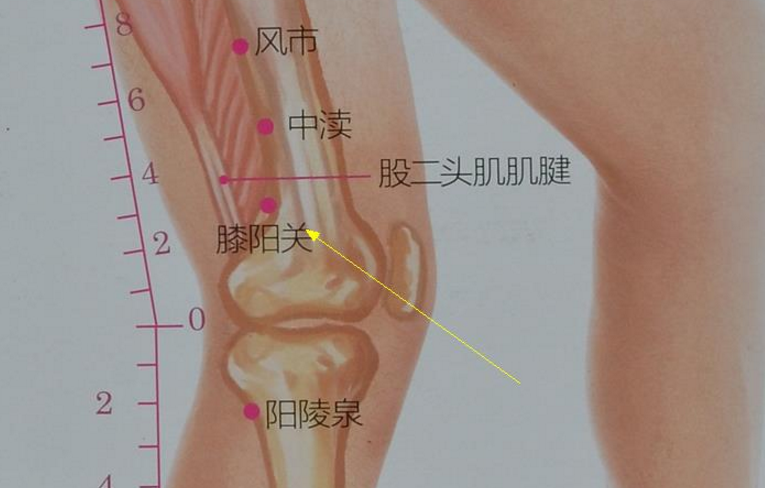 膝阳关穴的功效与作用