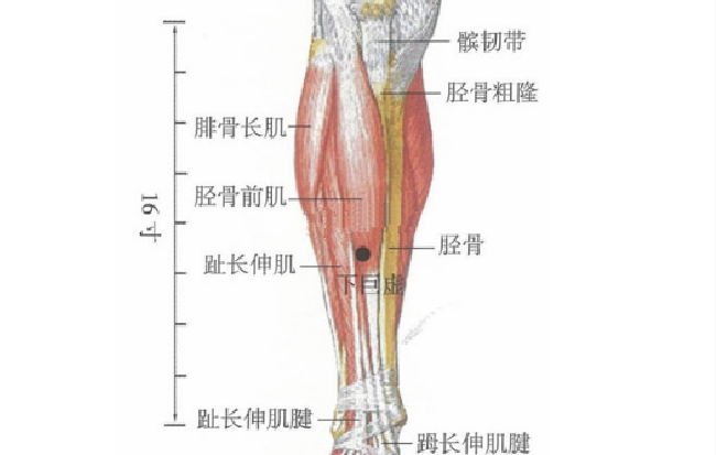 下巨虚穴的按摩方法