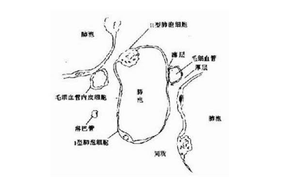 非特异性间质肺炎的症状表现