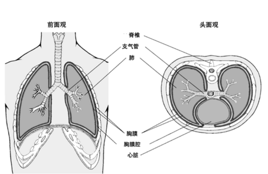 肺、胸膜阿米巴病的发病原因