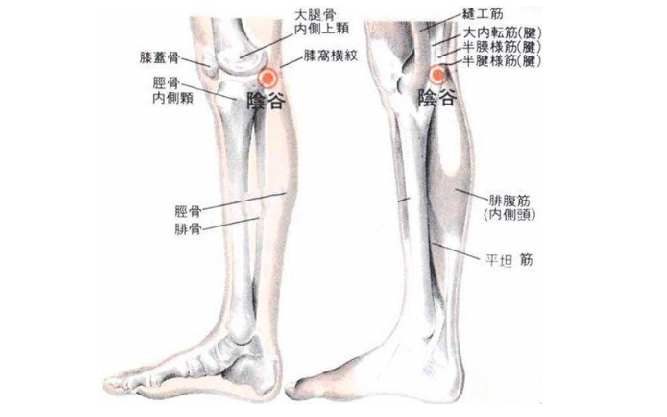 阴谷穴的准确位置