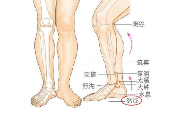 阴谷穴的功效与作用