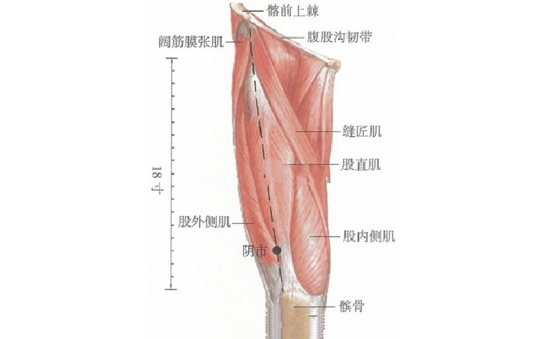 阴市穴的取穴方法