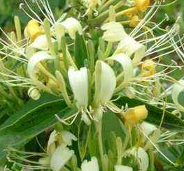 从中医角度了解赤地榆图片以及它的功效作用！