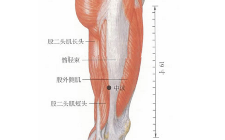 中渎穴的准确位置