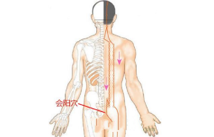 会阳穴的功效与作用