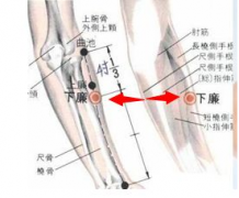 中医按摩下廉穴有哪些好处？下廉穴准确位置图