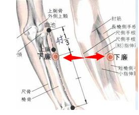 下廉穴图片