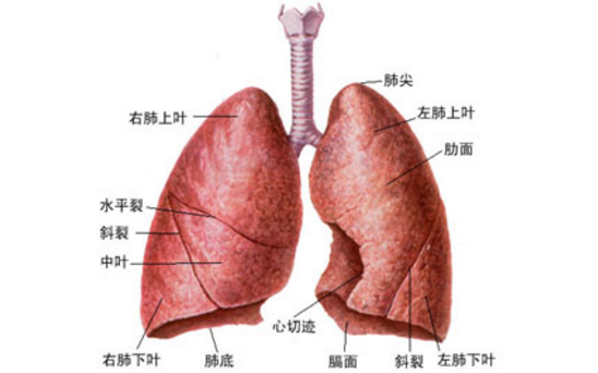 肺大泡的症状表现