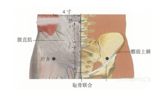 府舍穴位置