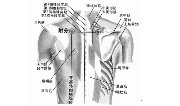 附分穴的图片