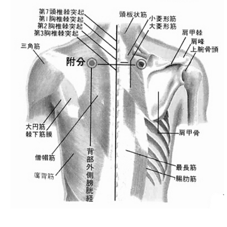 附分穴酸痛是什么原因？它的准确位置及其按摩的功效与作用有哪些？