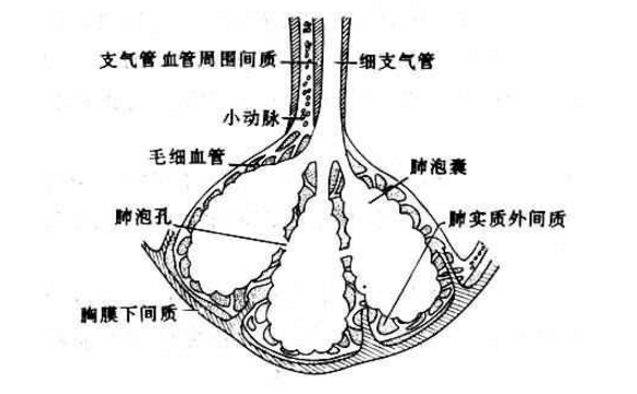 肺部钩虫病的治疗方法