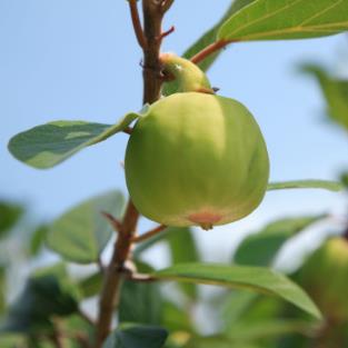 木莲果治疗产妇乳汁不下的方法及其木莲果图片形态！