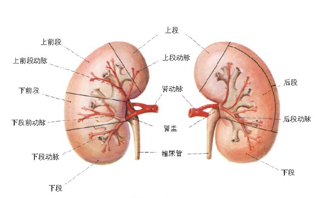 肺出血-肾炎综合征的发病原因