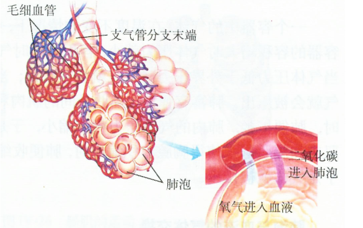 肺出血-肾炎综合征的发病机制