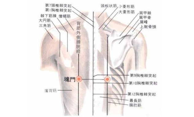 魂门穴的图片