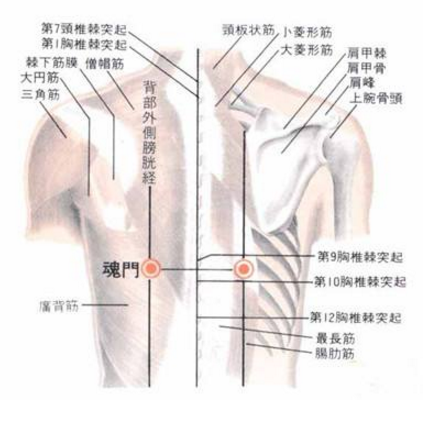 魂门穴疼痛怎么回事？魂门穴的准确位置及其功效与作用有哪些？