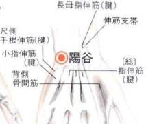 中医誉为“不老穴”的阳谷穴，究竟有哪些功效与作用呢？