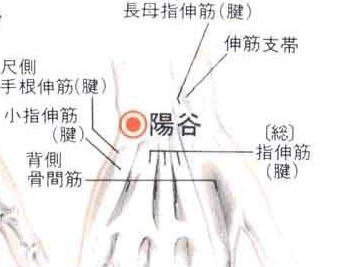 阳谷穴的图片