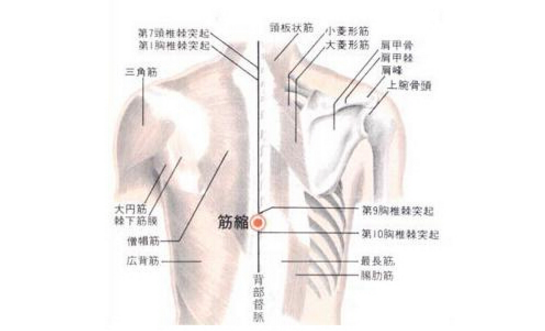 筋缩穴图片