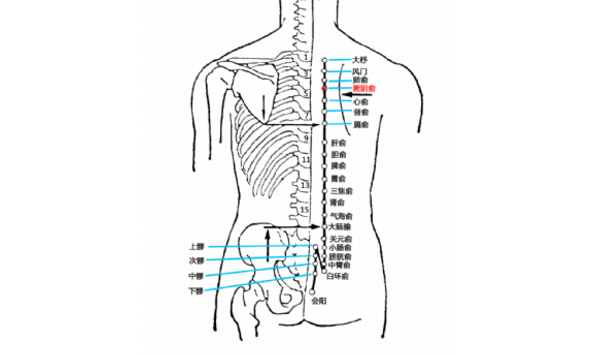 厥阴俞穴的功效与作用