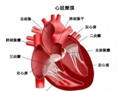 病态窦房结综合综合征的症状表现及其疾病鉴别方法！