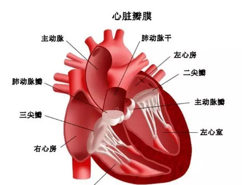 病态窦房结综合综合征