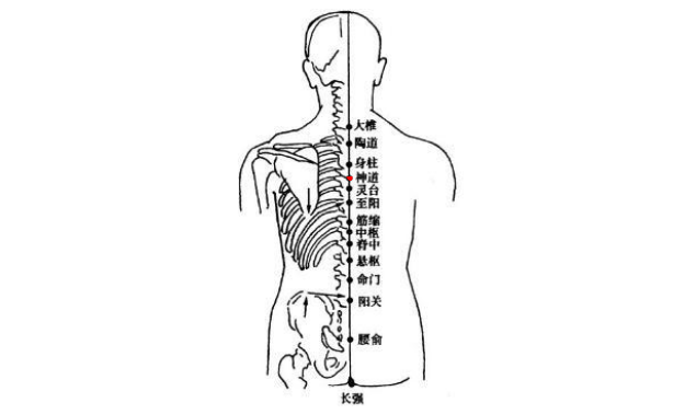 神道穴的功效与作用
