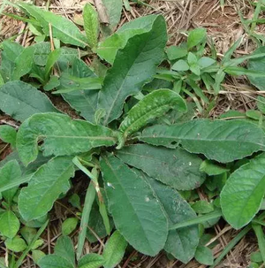 中医视角：中药地胆草的功效与作用及其食用方法有哪些？