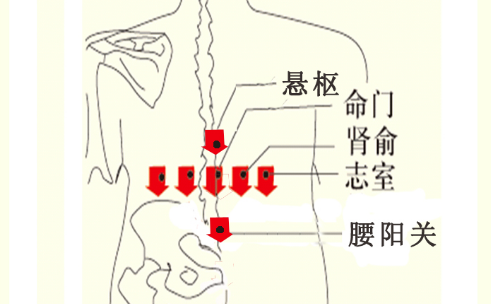 悬枢穴位置